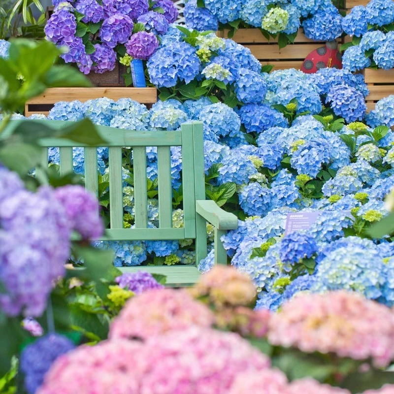 花彩新品大花绣球花120#盆栽三河千鸟四季易养耐寒花卉多年生植物