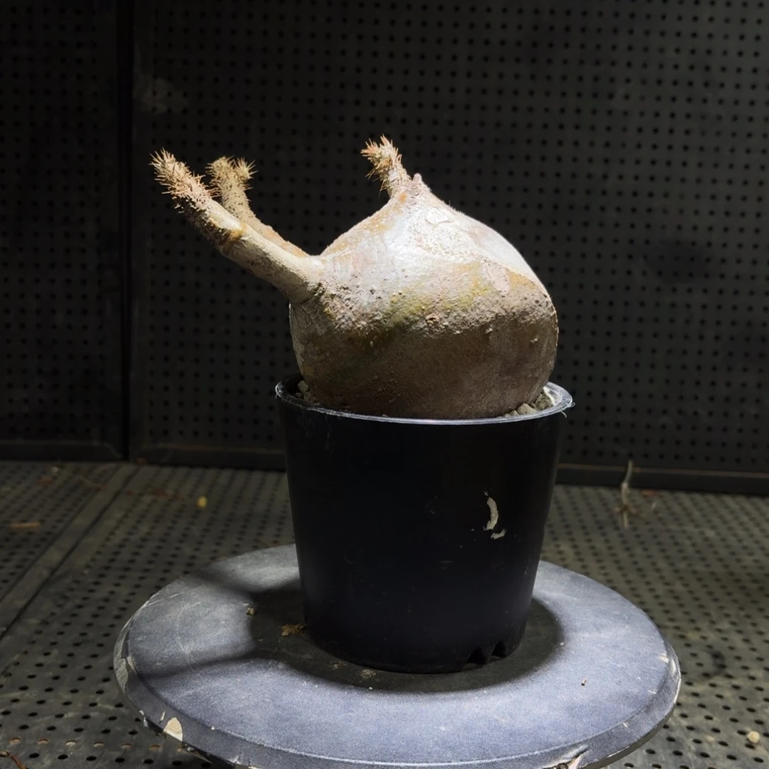 象牙宫3669999966666666