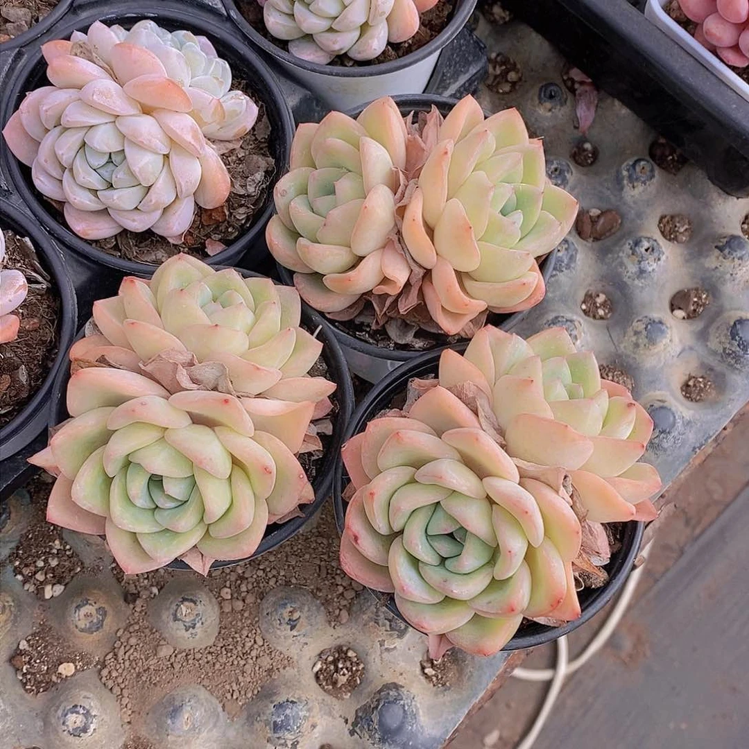 0304-泡芙大双头福利一颗 量拍