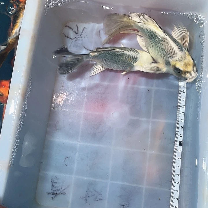 蝴蝶鲤鱼渔场直发61