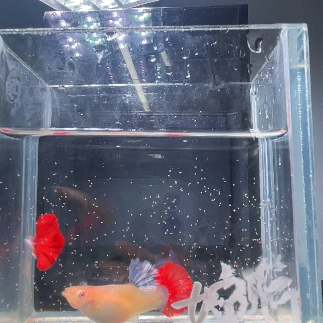 婉***记孔雀鱼红尘跑红1对