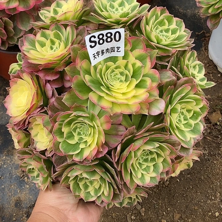 多肉植物海仙880多肉