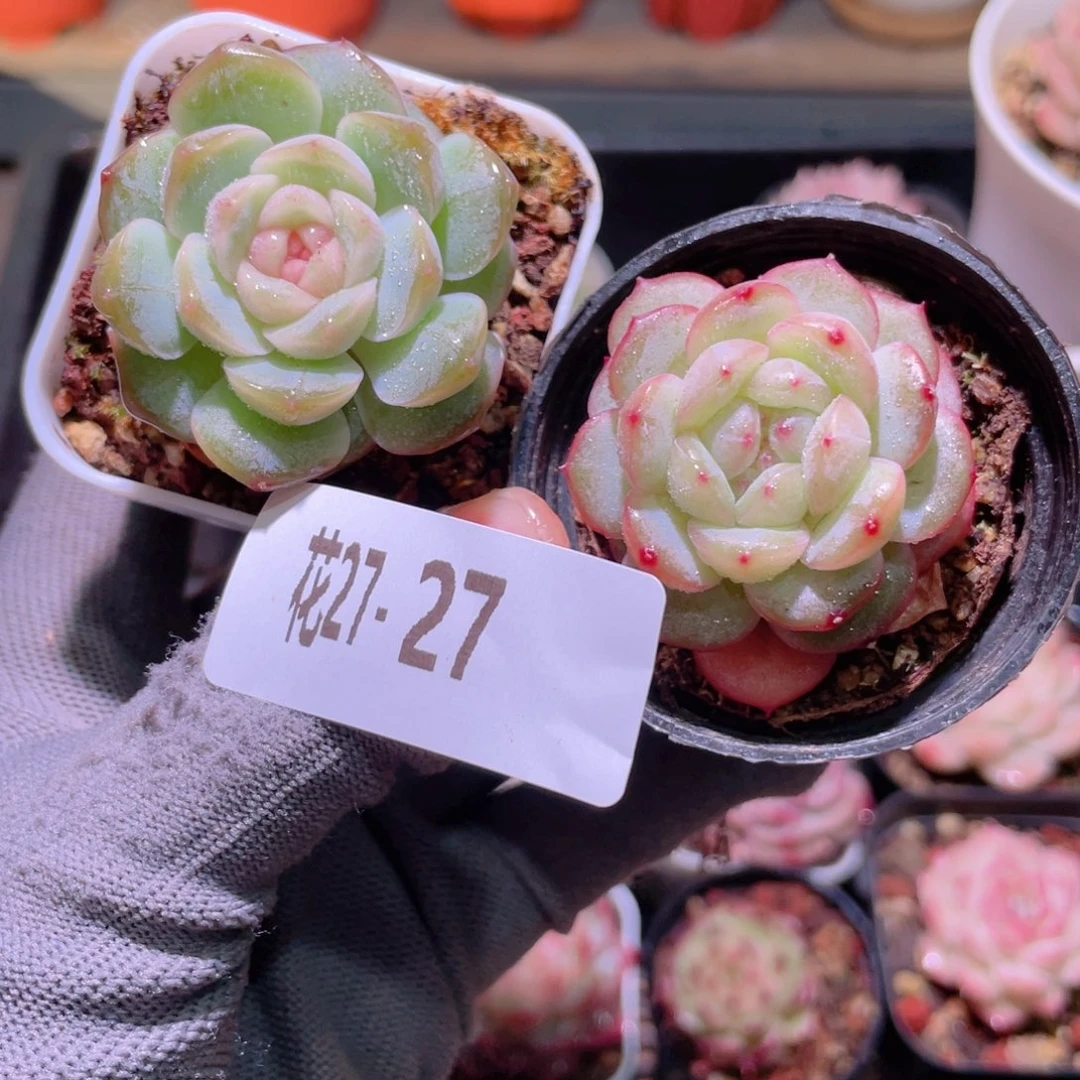 花利美27-27新品珍妮2颗