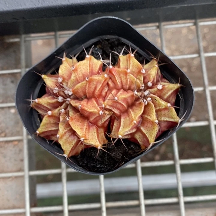 伯克利和格蕾纳的故事