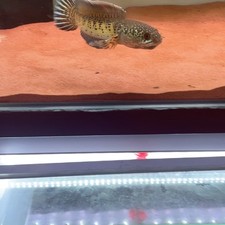 雷龙鱼短身眼镜蛇雷龙鱼