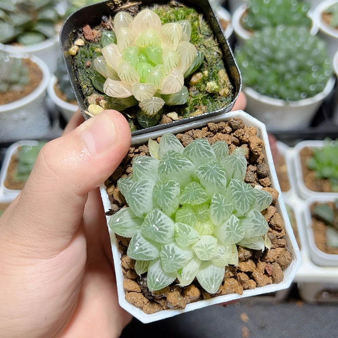 琥珀玉露➕白班玉露