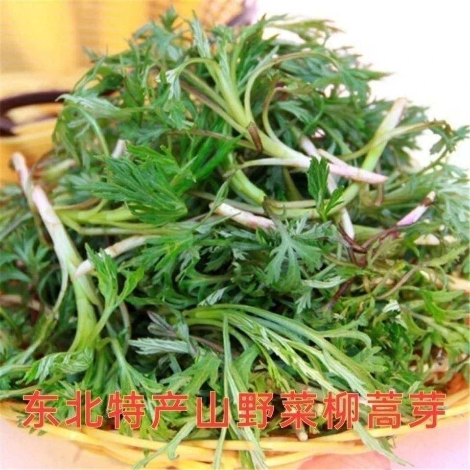 【柳蒿芽】山野菜非即食大兴安岭特产