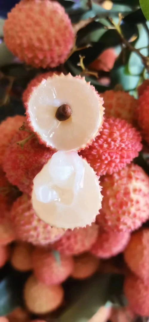 合江带绿荔枝川渝地区专拍