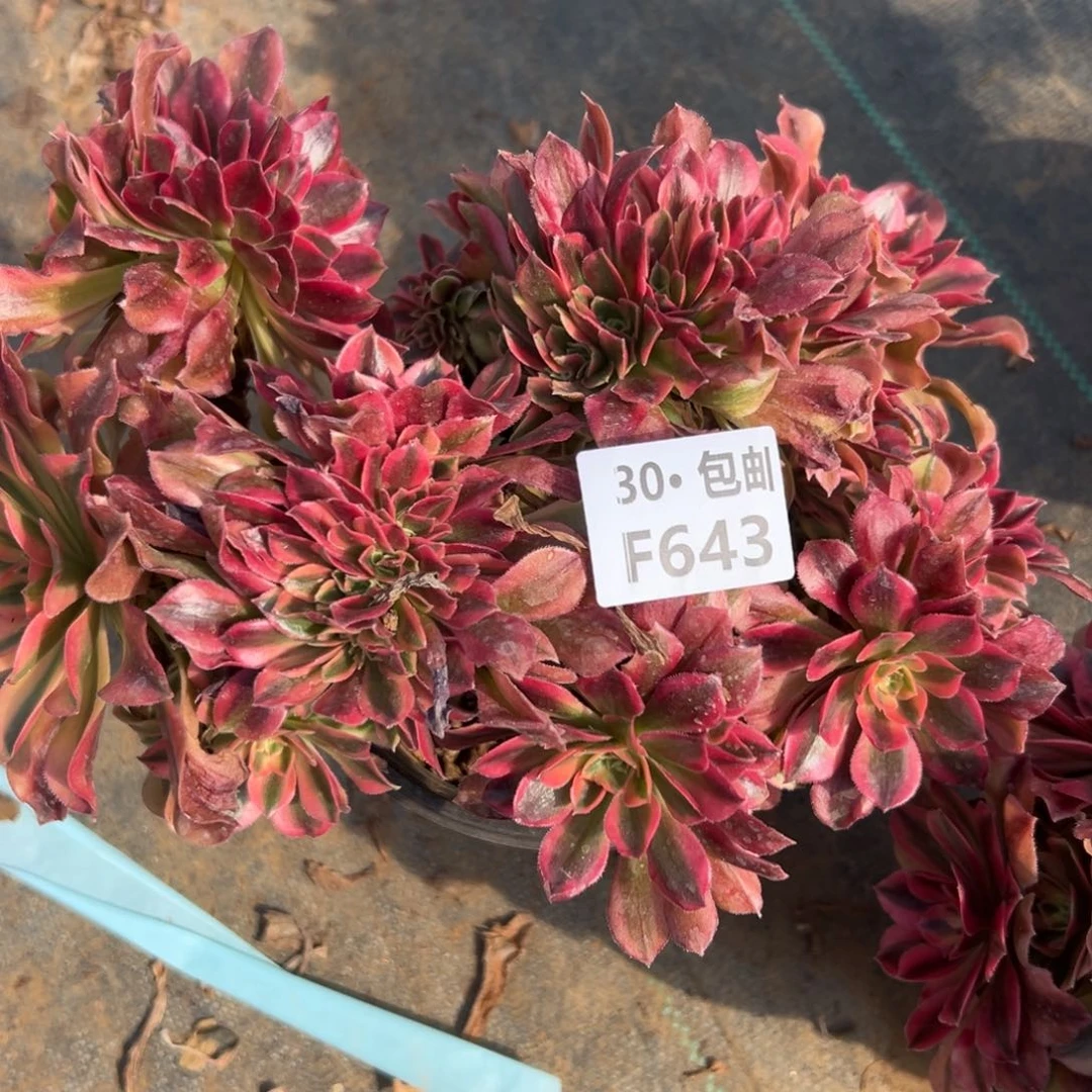 643红秀缀多肉法师