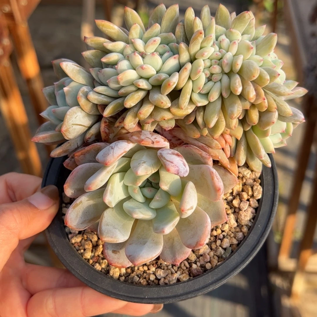 毛****9星影孔雀开屏缀-毛毛