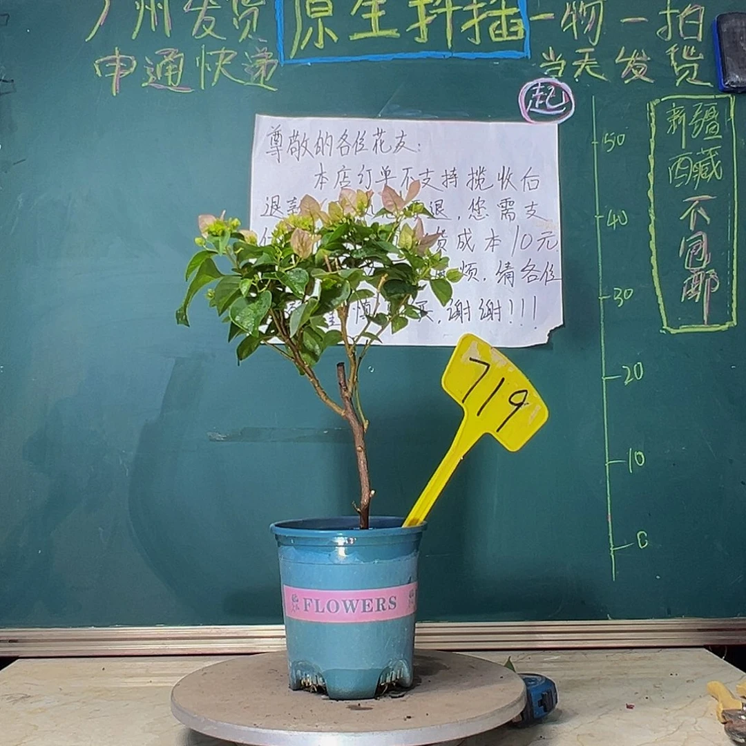 当前无花栽培后可以开花 暗斑五宝  719