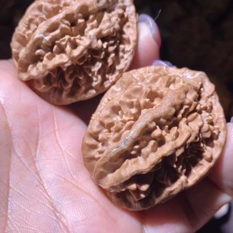 文玩核桃把件东北野生楸子小美92