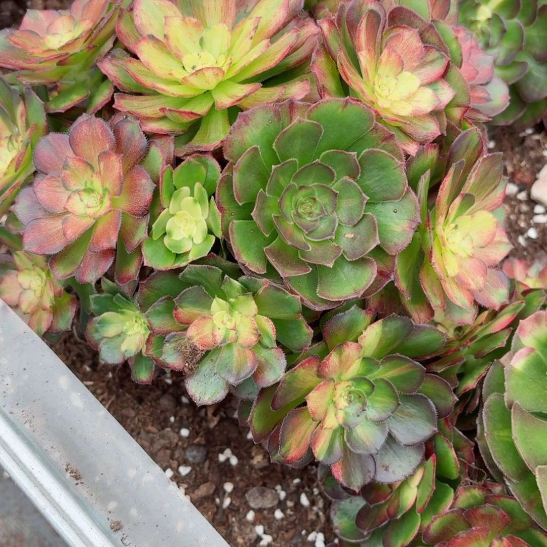 女***氓31法师锦多肉767海王七彩发货