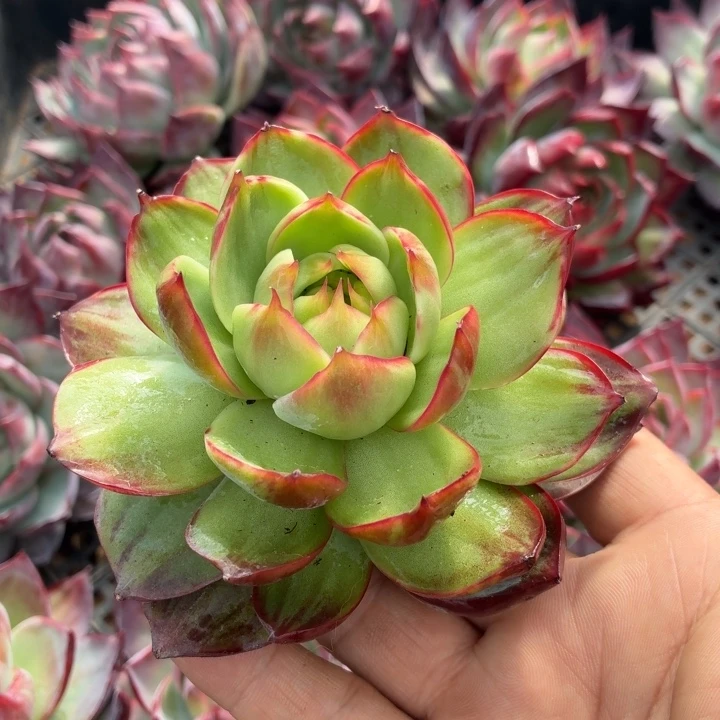 多肉植物惊鸿仙子