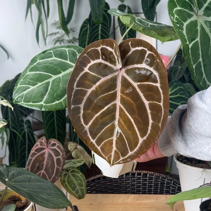 完全开放红水晶X铜锣烧