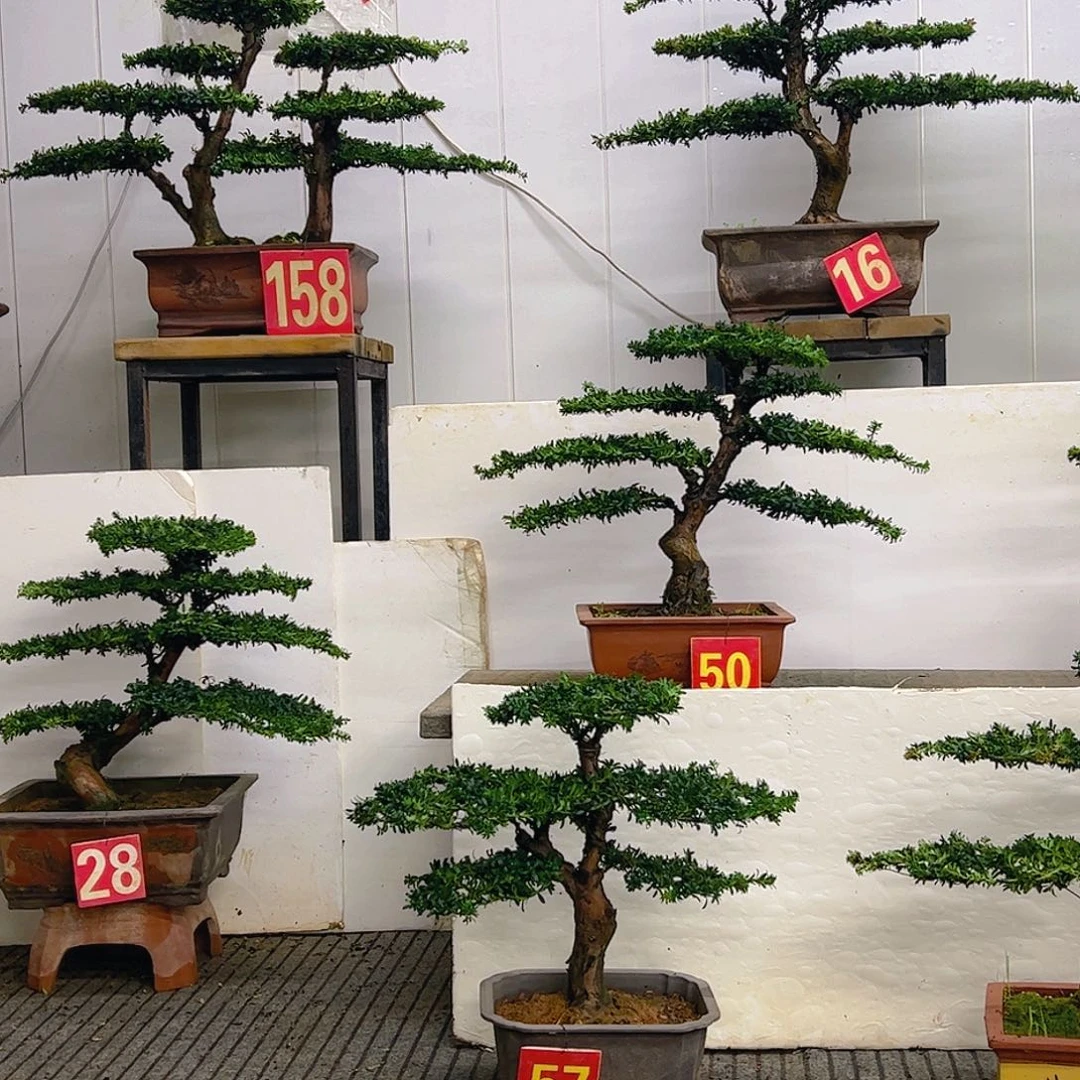 无花朵罗汉松盆景艺术中心