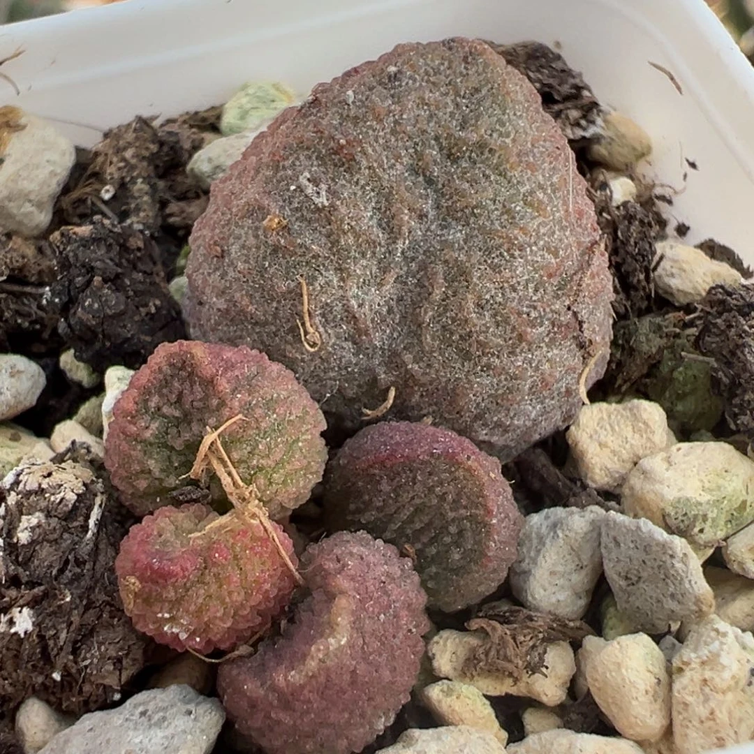 水蜜桃大苗多肉植物水泡