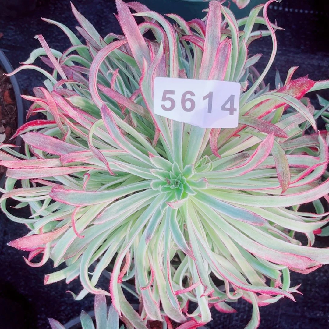 暂*名正红绿体仙多肉