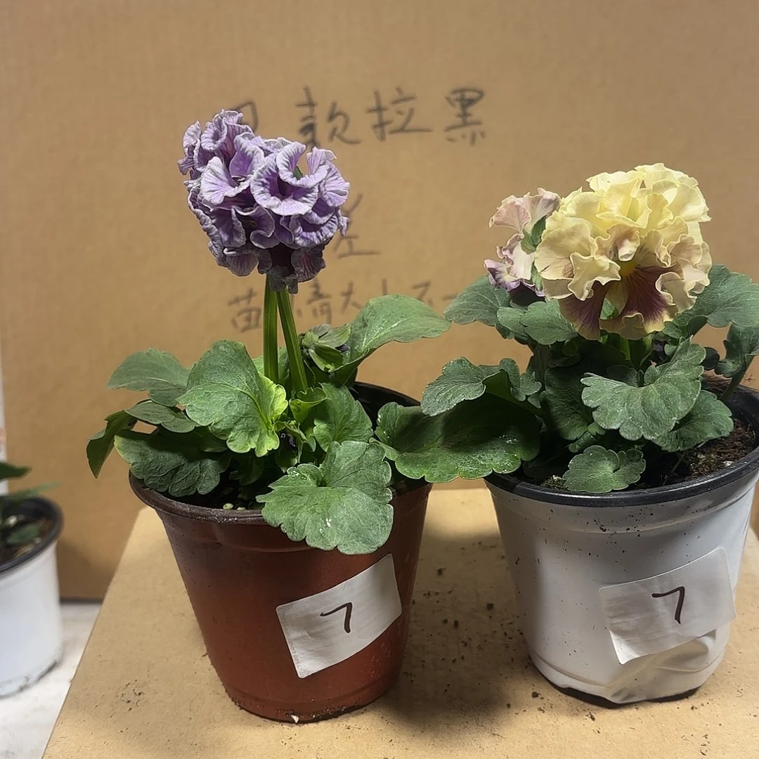 完全开放Aaaaaaaa7