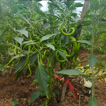 {书记推荐}农户家辣椒（顺丰）