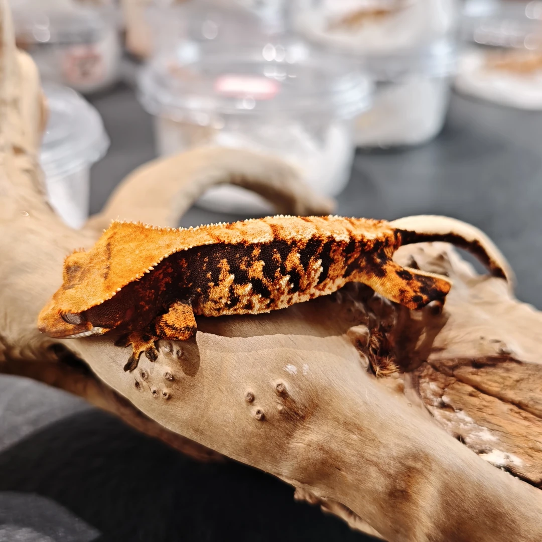 391号黑底橙红纹三色母