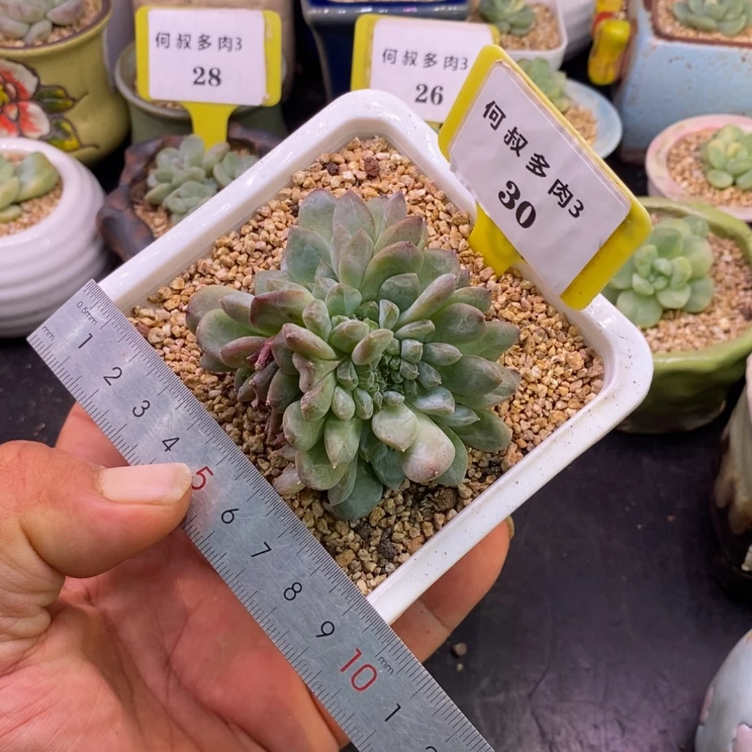 330精控冰魄缀化…………