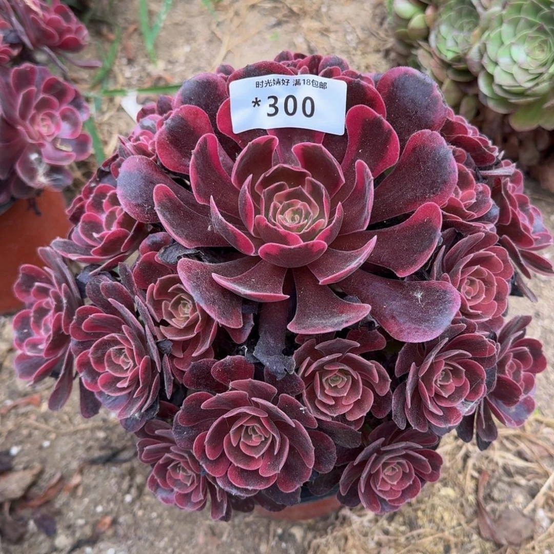 300爱神，多肉植物