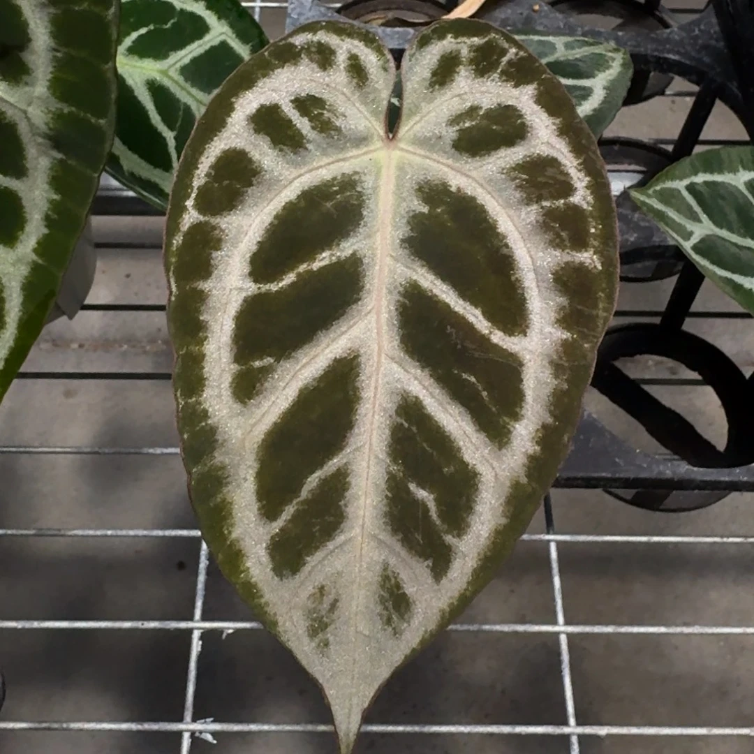 不开花植物紫水晶杂skg银红