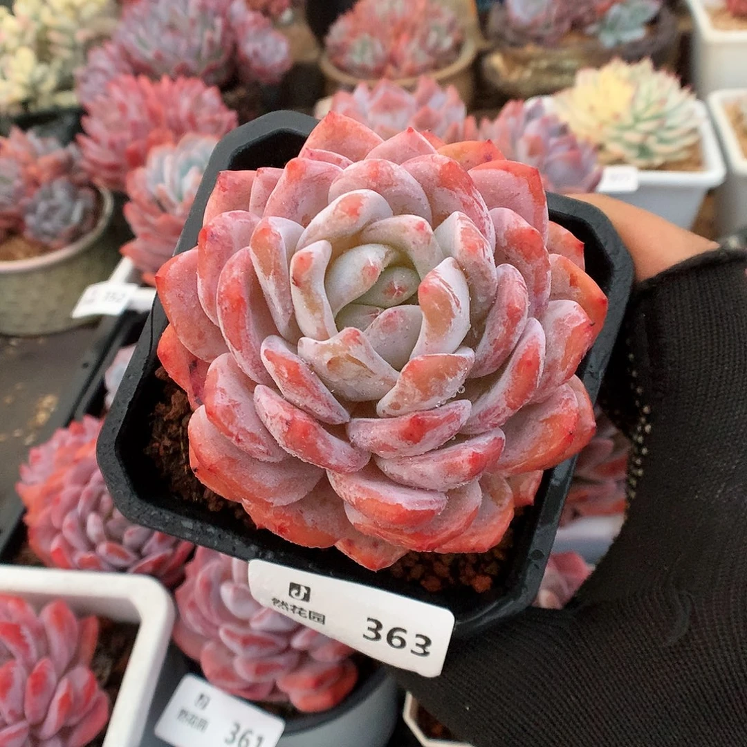 363梦露多肉植物666