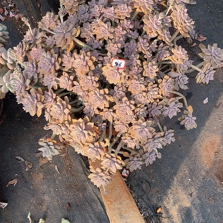 96阿伦配 一物一拍多肉