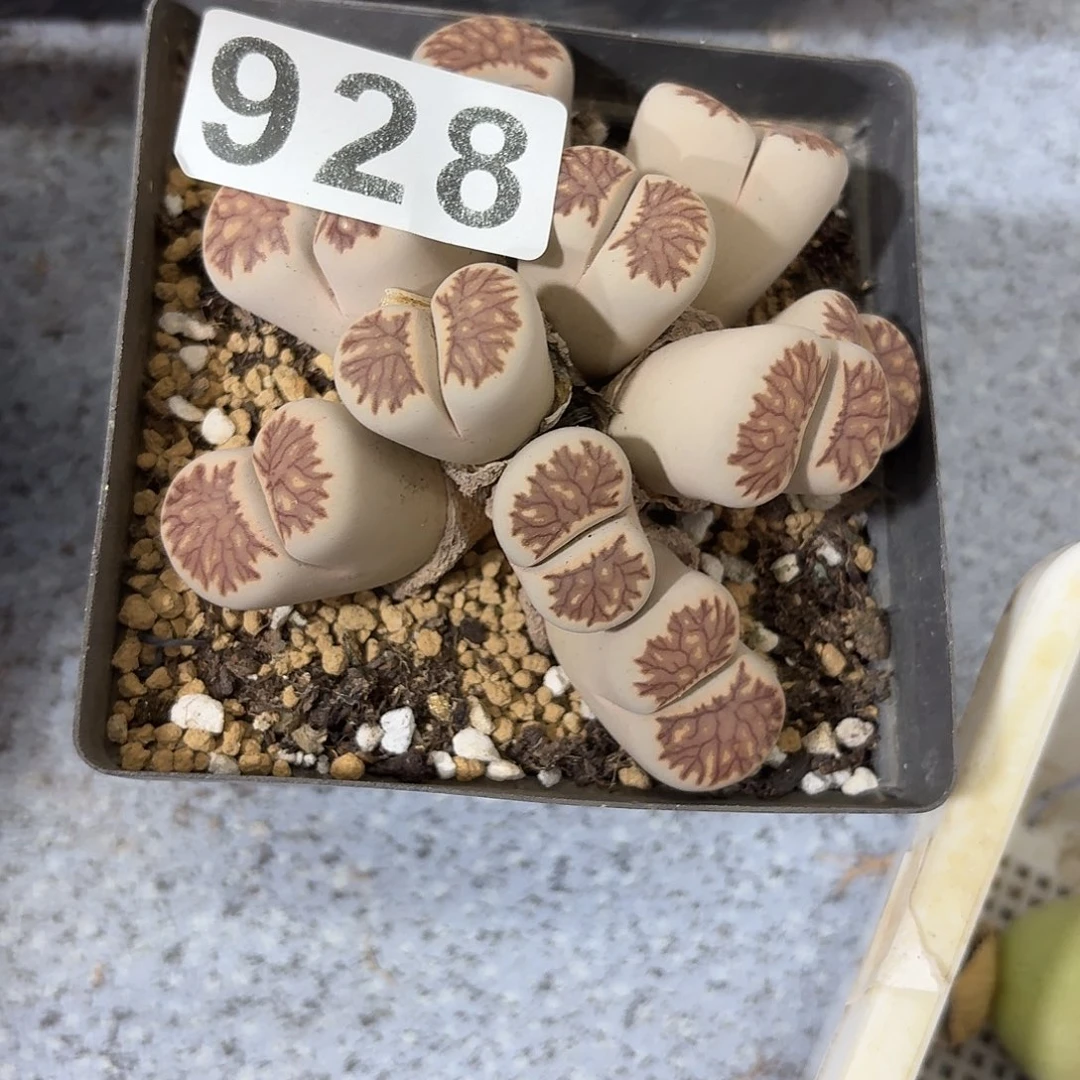 生石花一物一拍10头928