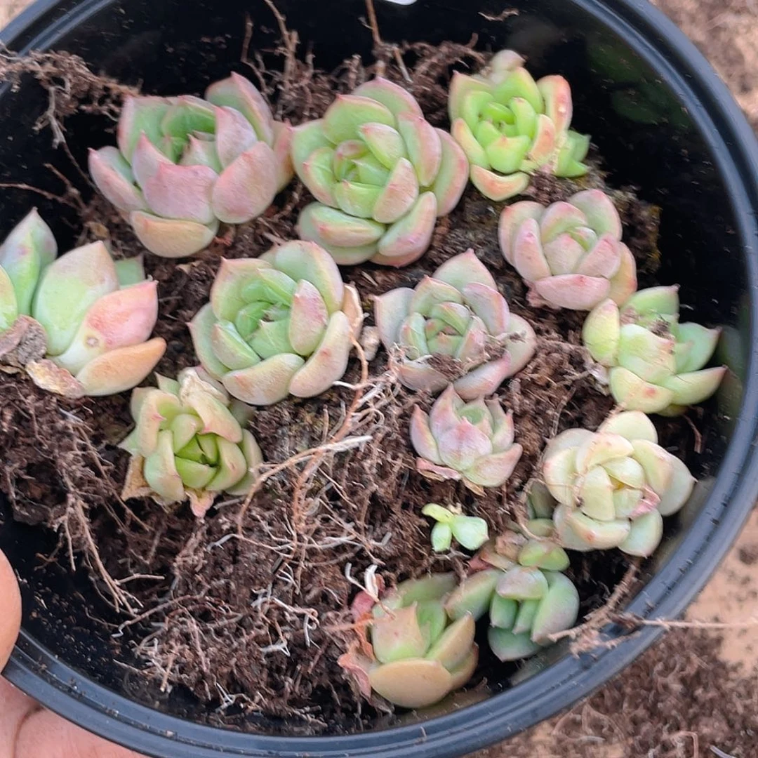 多肉植物多肉植物190