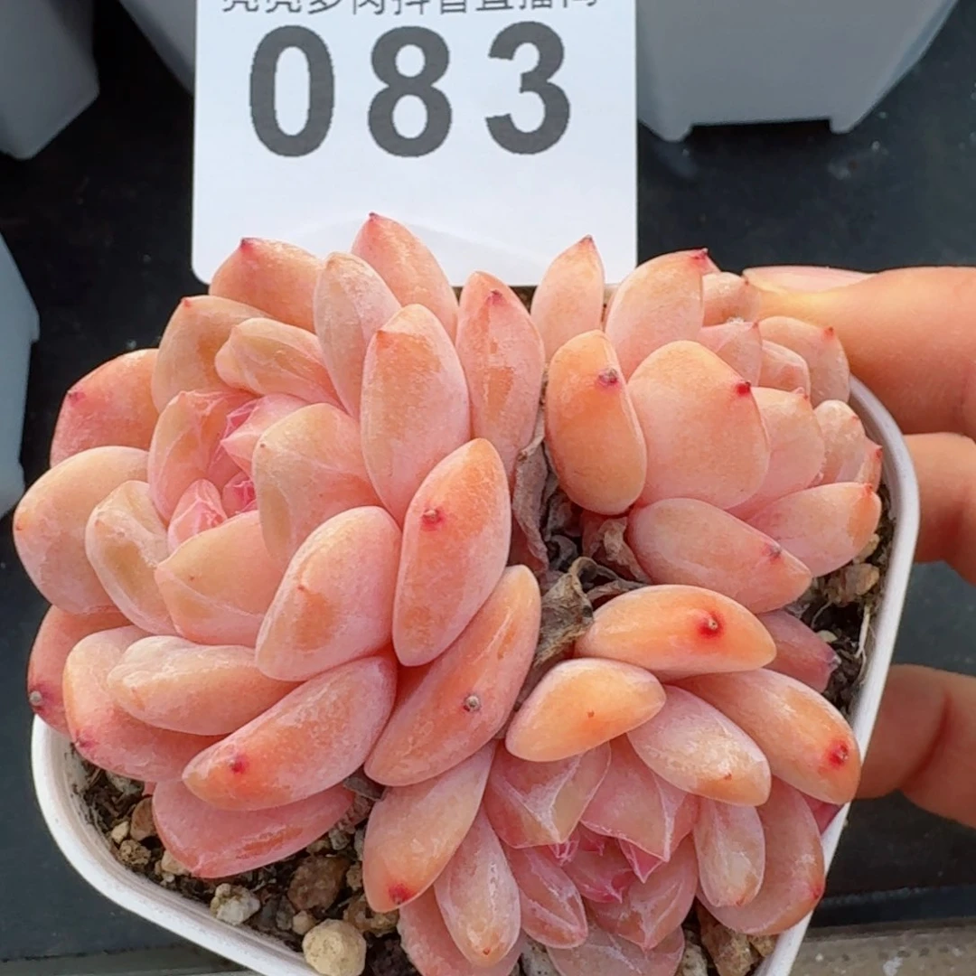 冰魄群生         精品多肉