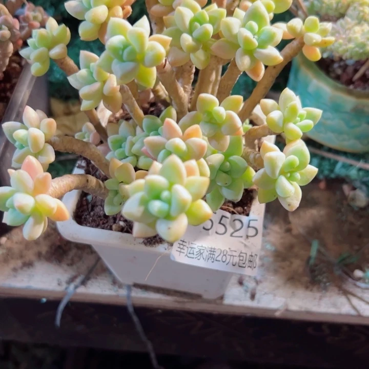 幸运的是我还在努力