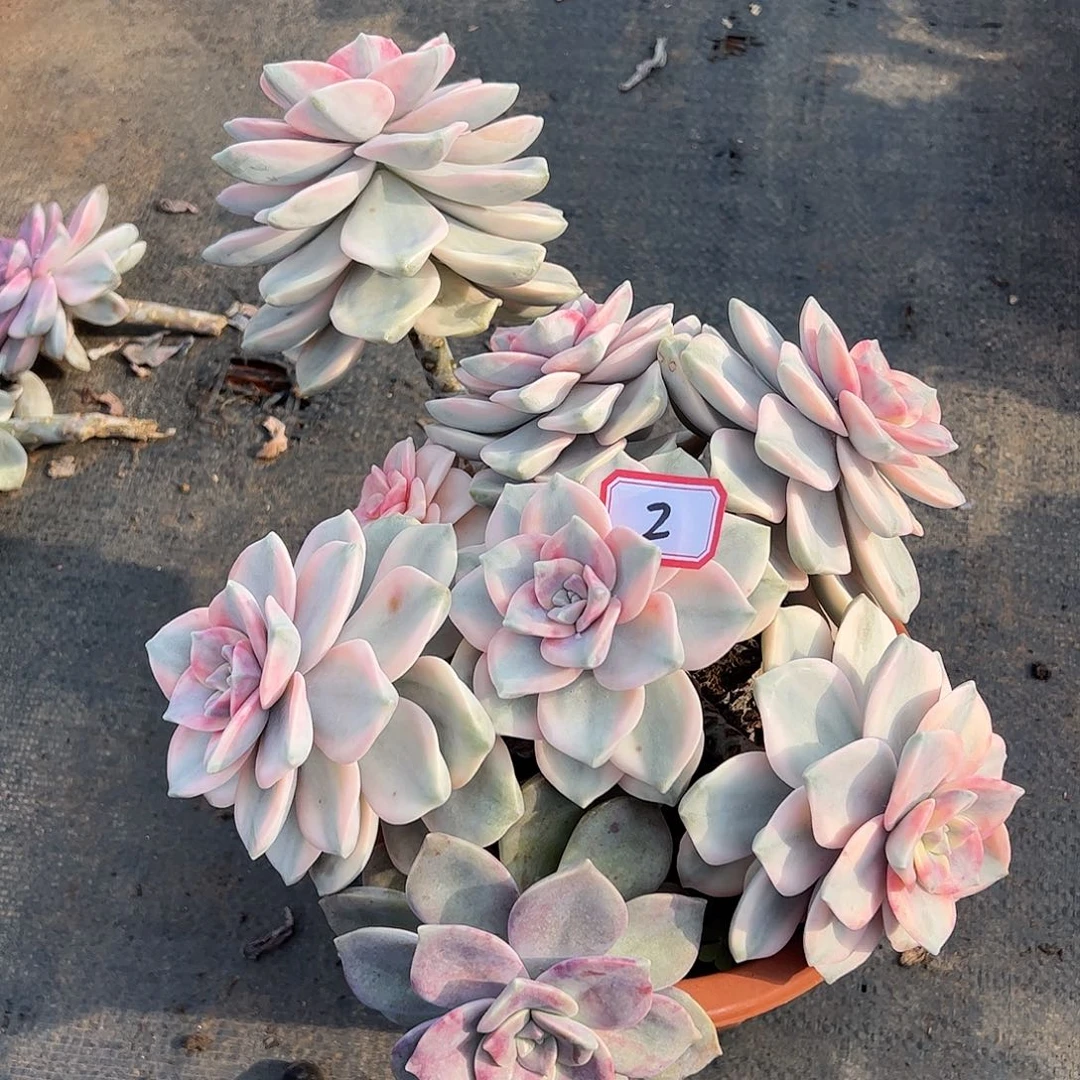 2号紫乐锦大群，一物一拍