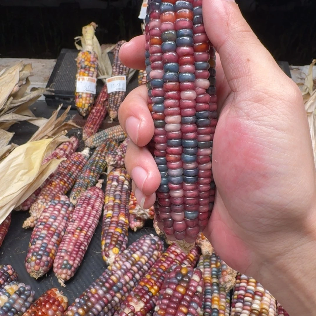 好***梦柏香籽/百香籽吊坠