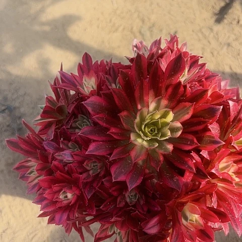 凤凰锦多肉植物法师1858