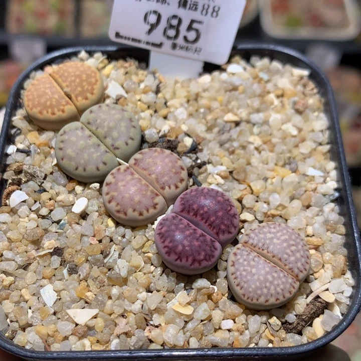 Sss石石花多肉985