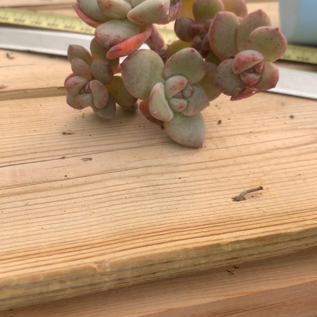 吃****。打豆豆突尼斯发货多肉