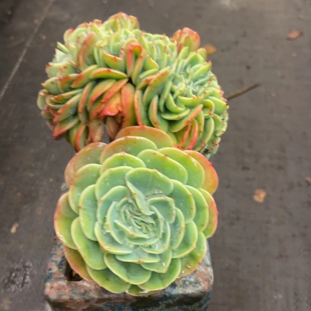 影***儿68866868686868686886