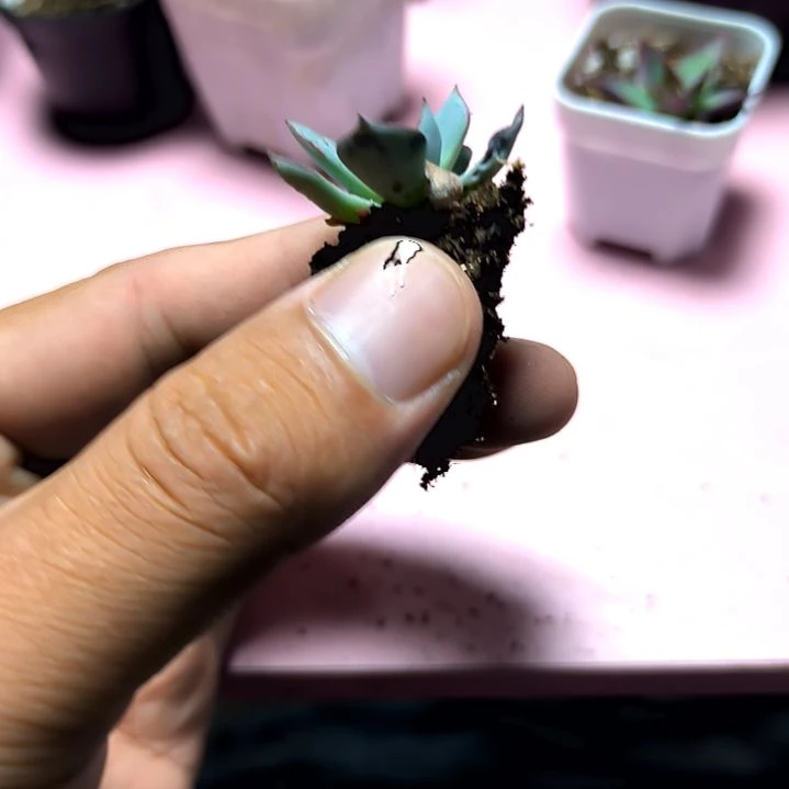 满8.8元包邮，剑斯洛娃