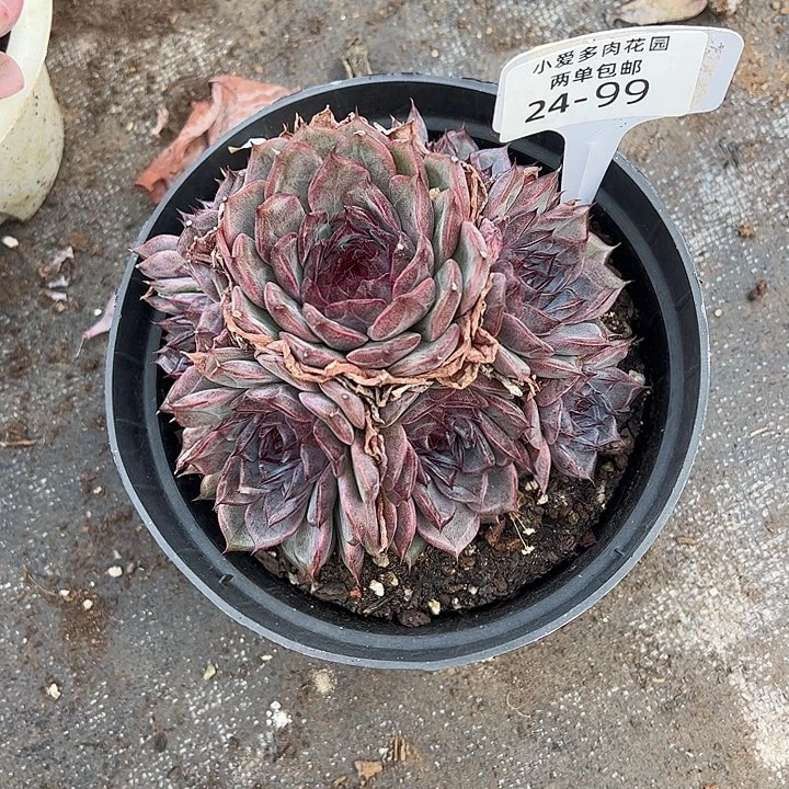 多肉植物组合盆栽24-99