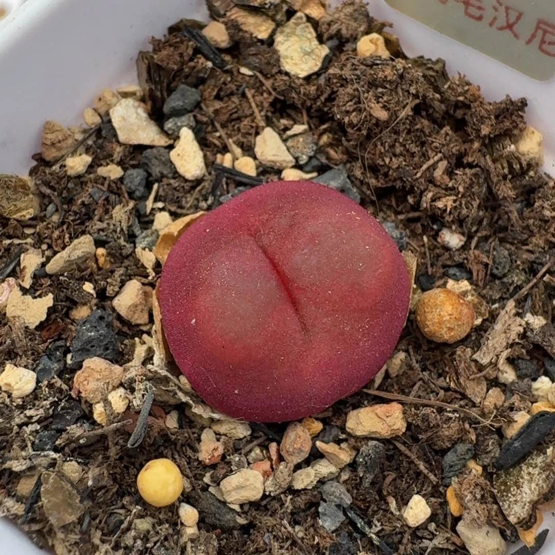 1290带盆土发货吕红尺寸1.7