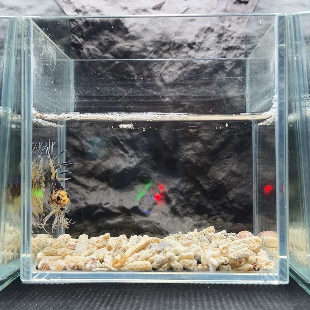 斗鱼精品精品精品精品精品