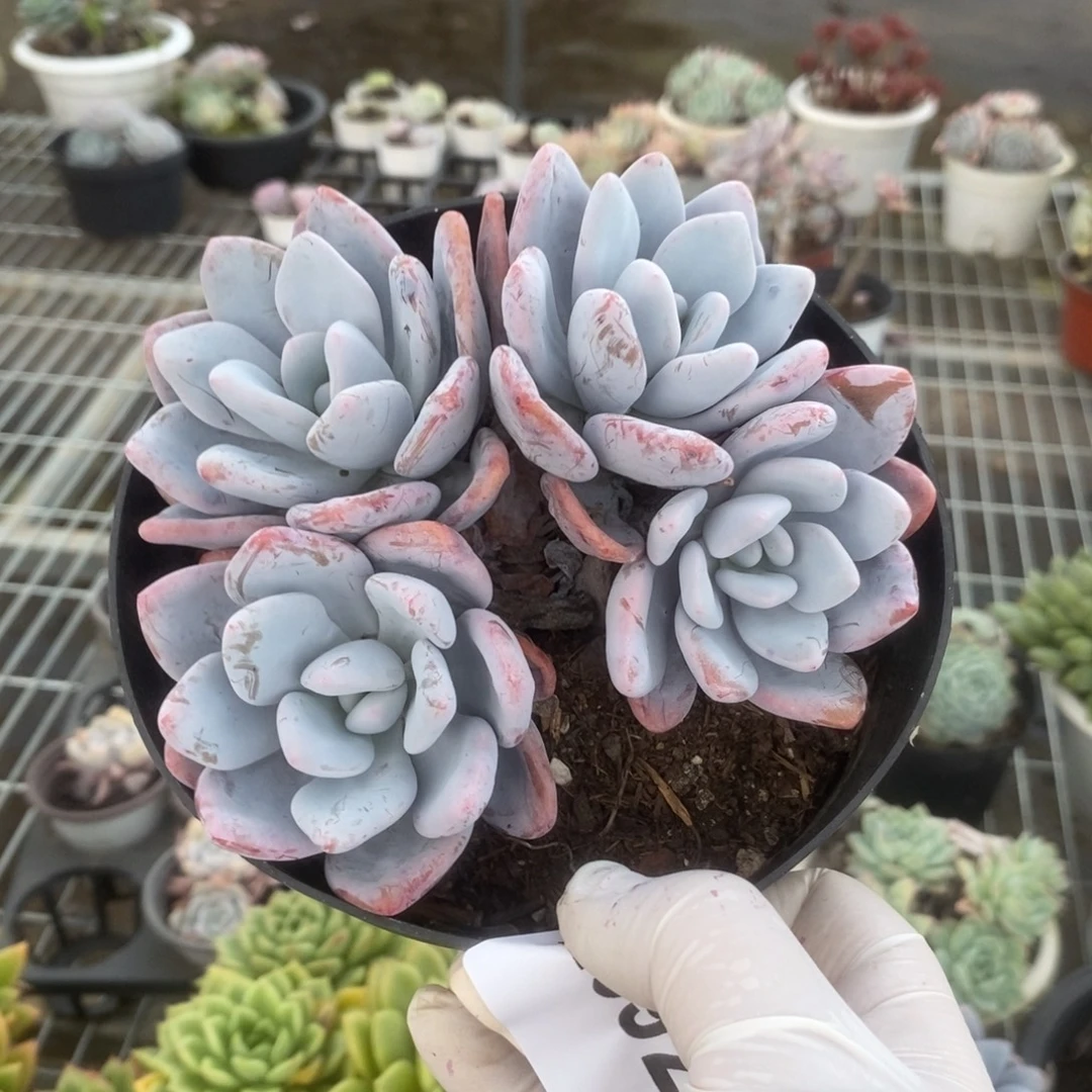 2592粉兔多头一物一拍
