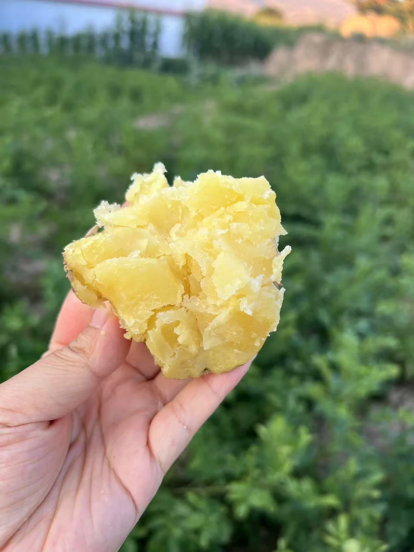 甘肃定西黄皮黄心新鲜现挖沙糯粉面土豆炒菜炖汤必备蔬菜