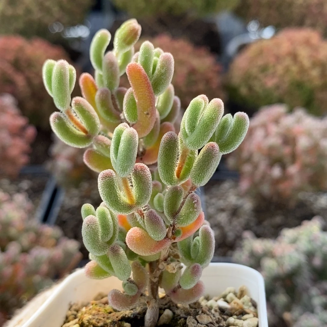 优选红叶5532枝干番杏