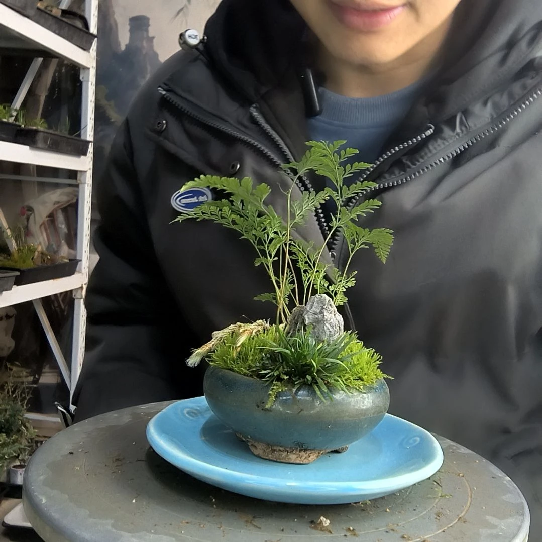 c**i小盆景小植物一物一拍9