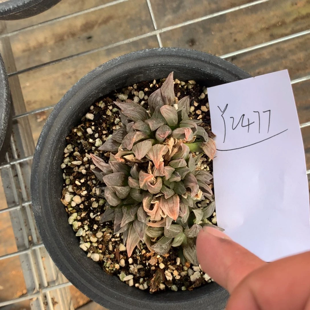 2477。一颗西瓜寿福利。