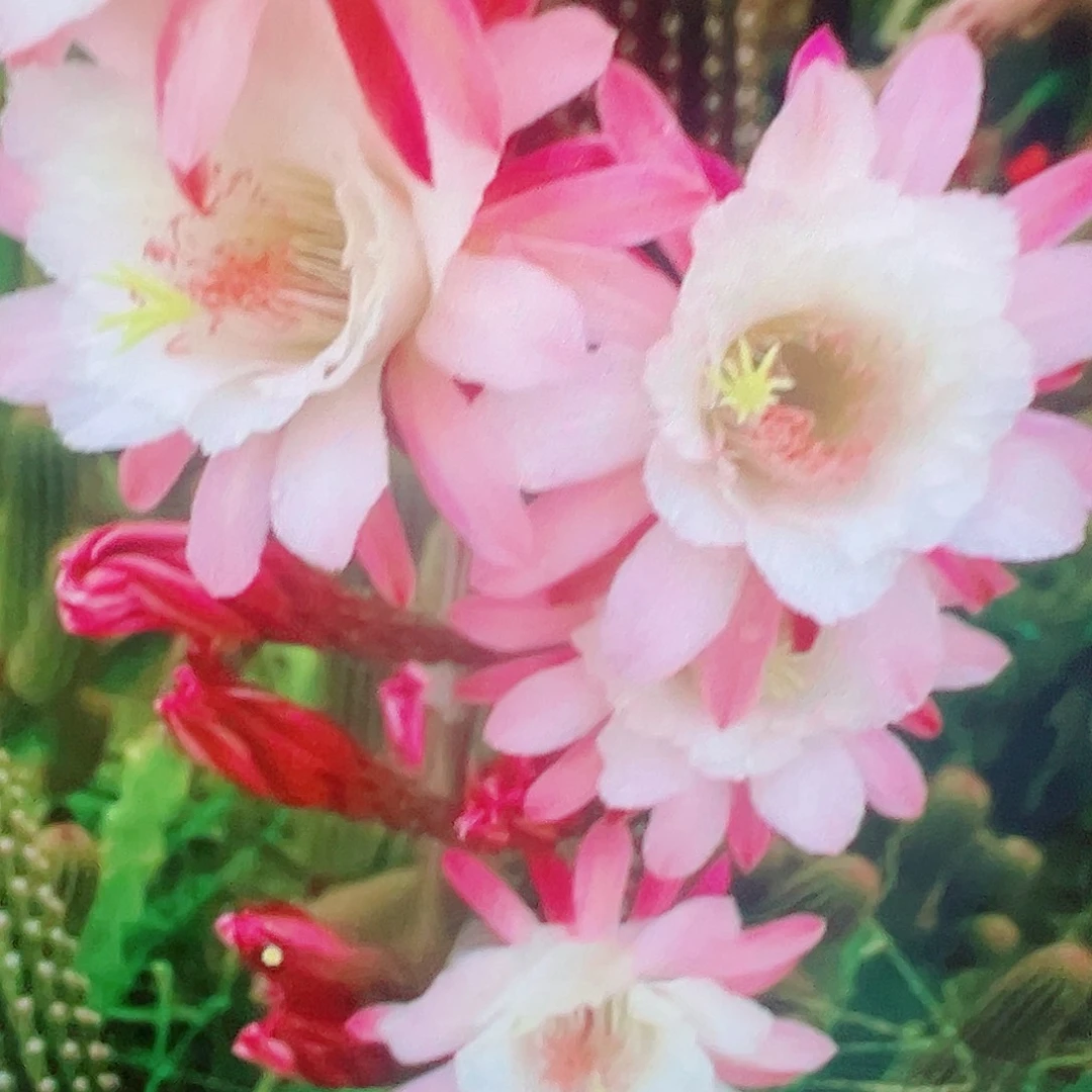 金妞 卡布奇诺 侧芽 满20包邮